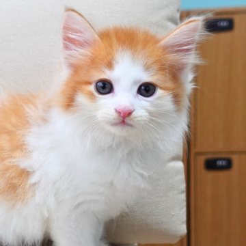ノルウェージャンフォレストキャット