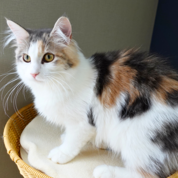 ノルウェージャンフォレストキャット【神奈川県・女の子・2025年5月12日・ブルーパッチドマッカレルタビー&ホワイト（ふわふわ）】の写真「✨まん丸おめめ＆絶妙グラデ模様🎨ハチワレ🐱」