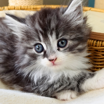 ノルウェージャンフォレストキャット【神奈川県・男の子・2025年9月29日・ブラックシルバーマッカレルタビー&ホワイト（ふわふわ）】の写真「💎エレガント毛色🌼白ソックス✨気品ある子🐾」