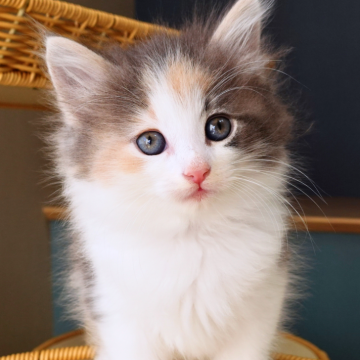 ノルウェージャンフォレストキャット【神奈川県・女の子・2025年10月9日・ブルートーティ&ホワイト（ふわふわ）】の写真「🌟額マークと頬ラインが可愛い🎨ぬいぐるみ感🧸」