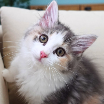 ノルウェージャンフォレストキャット