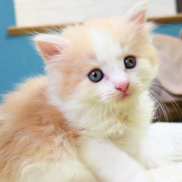 ノルウェージャンフォレストキャット【神奈川県・男の子・2025年9月25日・クリームマッカレルタビー&ホワイト（ふわふわ）】の写真「☀️明るいクリーム柄＆白ソックス🐾癒し系💛」