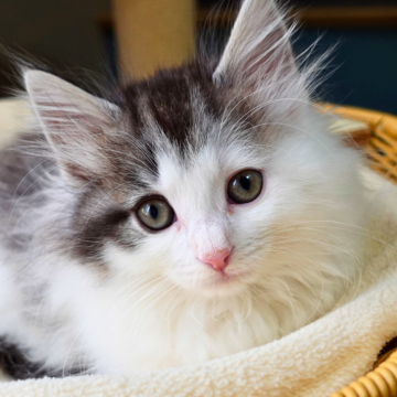 ノルウェージャンフォレストキャット【神奈川県・男の子・2025年9月29日・ブラウンマッカレルタビー&ホワイト（ふわふわ）】の写真「🌼白黒コントラスト美🐾ペンライトしっぽ✨」