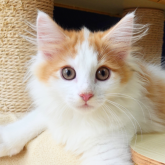 ノルウェージャンフォレストキャット