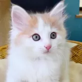 ノルウェージャンフォレストキャット