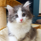 ノルウェージャンフォレストキャット