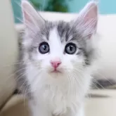 ノルウェージャンフォレストキャット