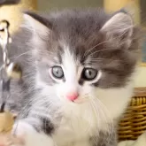 ノルウェージャンフォレストキャット