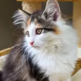 ノルウェージャンフォレストキャット