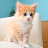 ノルウェージャンフォレストキャット