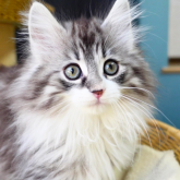 ノルウェージャンフォレストキャット