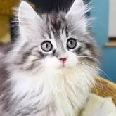 ノルウェージャンフォレストキャット