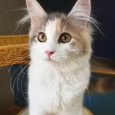 ノルウェージャンフォレストキャット