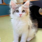 ノルウェージャンフォレストキャット
