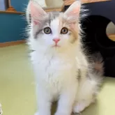 ノルウェージャンフォレストキャット