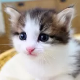 ノルウェージャンフォレストキャット