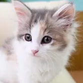 ノルウェージャンフォレストキャット