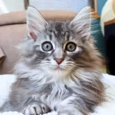 ノルウェージャンフォレストキャット