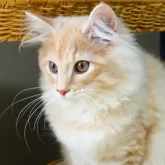 ノルウェージャンフォレストキャット