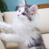 ノルウェージャンフォレストキャット