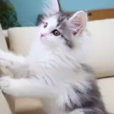 ノルウェージャンフォレストキャット