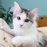 ノルウェージャンフォレストキャット
