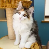 ノルウェージャンフォレストキャット
