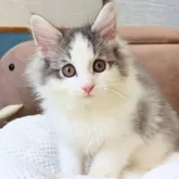 ノルウェージャンフォレストキャット