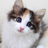 ノルウェージャンフォレストキャット