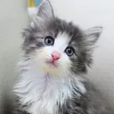 ノルウェージャンフォレストキャット