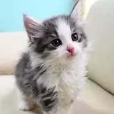 ノルウェージャンフォレストキャット