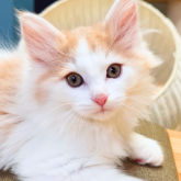 ノルウェージャンフォレストキャット