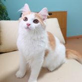 ノルウェージャンフォレストキャット