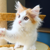 ノルウェージャンフォレストキャット