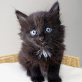 ノルウェージャンフォレストキャット