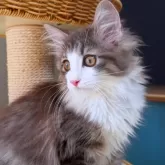 ノルウェージャンフォレストキャット