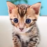 ベンガル