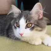 ノルウェージャンフォレストキャット