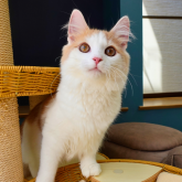 ノルウェージャンフォレストキャット