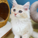ノルウェージャンフォレストキャット