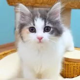 ノルウェージャンフォレストキャット