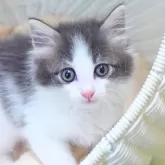 ノルウェージャンフォレストキャット