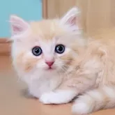 ノルウェージャンフォレストキャット