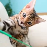 ベンガル【神奈川県・女の子・2025年8月8日・ブラウンスポテッドタビー(ロゼット)】の写真1「ベルちゃん(仮名)」