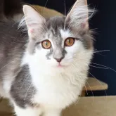 ノルウェージャンフォレストキャット