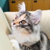 ノルウェージャンフォレストキャット