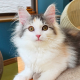ノルウェージャンフォレストキャット