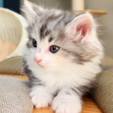 ノルウェージャンフォレストキャット