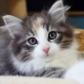 ノルウェージャンフォレストキャット