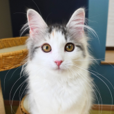 ノルウェージャンフォレストキャット